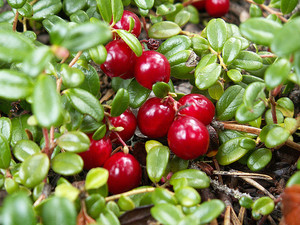 ameriska brusnica